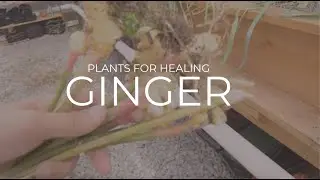 Plants for Healing - Ginger