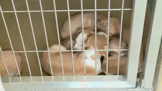 Dogs are in danger of being euthanized due to 'Code Red' situation in San Antonio