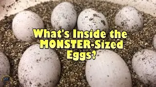 Checking Out What's Inside the Monster-Sized Bearded Dragon Eggs! 🥚🔍