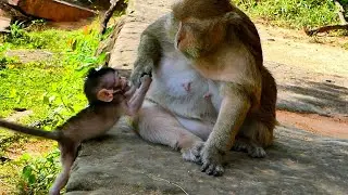 Braxton Calls Out for Mama’s Help — So Heartwarming!,@5starmonkeys