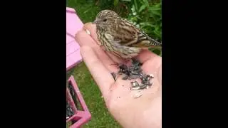 Brave Bird Eating Out Of My Hand