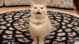 遊んで欲しくて地団駄踏む猫♡