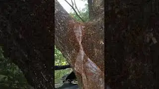 THE ANT UNITY😱😱