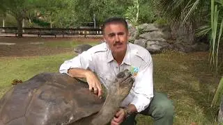 Zoocademy - Galapagos Tortoise - Zoo Miami