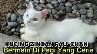 Zinzan Fau-chan: Kucing Ceria Bermain di Pagi Hari yang Cerah