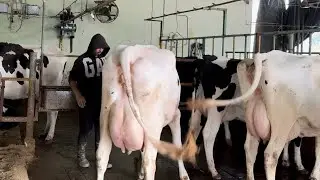 26 January 2026 Durgesh Dhanda tell about cow feed and breed