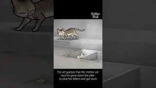 Cat family cries for help stuck in the wall...