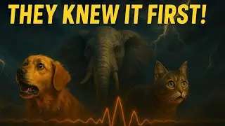 Why Do Animals Sense Danger Before It Happens?
