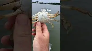 Identifying Female Crabs 🦀🦀 #chesapeakebay #crabbing #bluecrab
