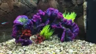 Larry the Chinese Sucking Loach