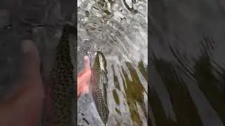 Nice #foryoupage #trout #rainbowtrout  #flyfishing   #michauxstateforest #troutunlimited #troutbum