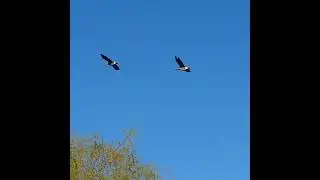 Greylag Geese #shorts #Greylag #Geese