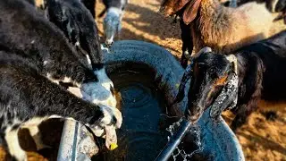 Sheep Drinking Water | Relaxing Nature Sounds in 4K