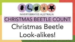Christmas beetle look-alikes!