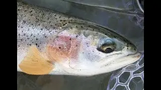 Whistler bc fly fishing for rainbow trout
