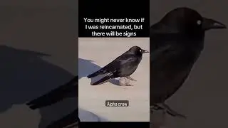 There will be signs #memes #memesdaily #funnyshorts #crow #alpha #aura #postpunk