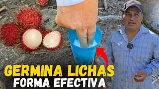 C&oacute;mo GERMINAR SEMILLAS de LICHA, MAMONCILLO, RAMBUT&Aacute;N o ACHOTILLO paso a paso 👉