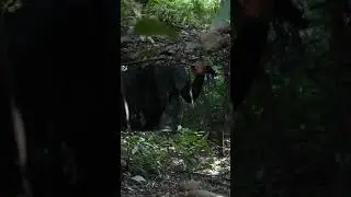 Feel the Walking Sound in the  Forest