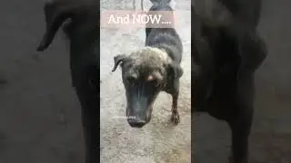 Transformation: Before And After #animalshorts #animallover #rescue #dog #doglover #loveanimals