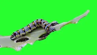 Caterpillar green screen| Caterpillar Inchworm - Free Green Screen Animation | Animated Insect|