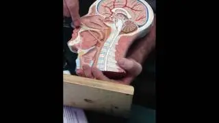Tonsil