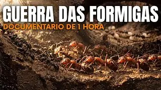 BATALHA SUBTERR&Acirc;NEA: A Guerra Intermin&aacute;vel Entre Formigas Rivais