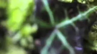 stephan barnem - i be the sun (special Mmx)