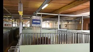 Einstreuroboter ASTOR f&uuml;r Schweinebetriebe