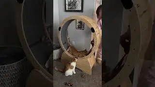 Cat is playing&hearts;️ #pets #petsofinstagram  #viral #01trend