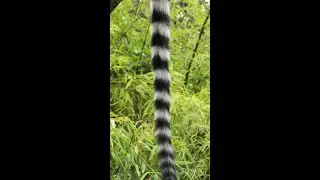 Guess the tail?
