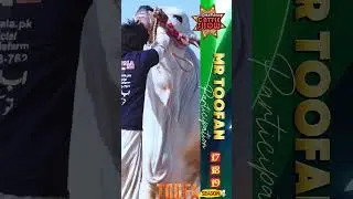 Surmawala Cattle Farm is _Coming To_🌀 Dalfa Cattle Show S4!💥