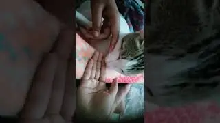 my cat is cleaning my hand ##beautiful cat ##is cleaning