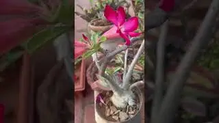 #Adenium Obesumical name :Adenium obesum&nbsp;Family :&nbsp;Apocynaceae [dogbane family]&nbsp;