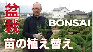 ポット苗を畑に植え替える時の注意点を説明します【盆栽・初心者講座】