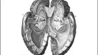 Heart or Head? How Brain Science Alters Our Understanding of Emotions and Decisions