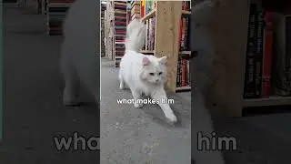 Meet The Cats Who Live Inside a Bookstore!
