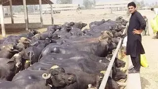 ٹی ایم آر کیا ھوتا ہے اور کیسے بنتا ہے