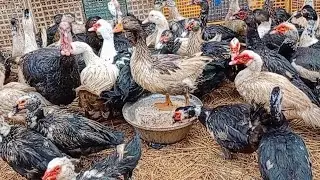 سوق الطيور بدكرنس اليوم اسعار البط والوز والفراخ والحمام والرومى والارانب 
