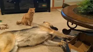Leo has enough Benny