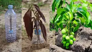 Amazing way of mango trees from cutting  With Onion In A Glass Of Water