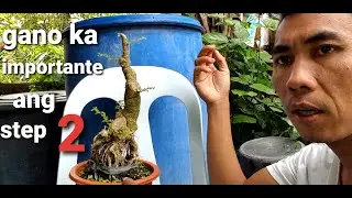 bonsai tutorials+bonsai+pano magsimula sa bonsai+tamang pag bonsai+pano mag alaga ng bonsai.