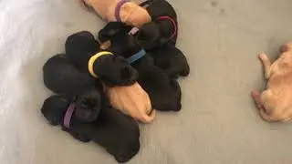 Raven Newborn British Labrador Puppies