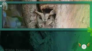 Achievements of Sindh Wildlife Department | Sindh Government | Sindh Digital TV