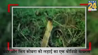 Monkey vs cobra fight 😱