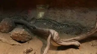 Arabia Wildlife Center Sharjah  [ 4 K ]