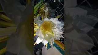 DragonFlower