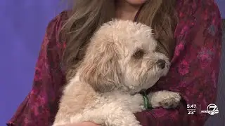 Denver7 Katie LaSalle's dog Lucky visits the morning show