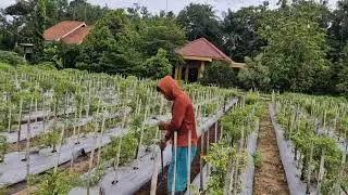 EFFICIENT AND ENERGY-SAVING SOIL LEVELING TECHNIQUE IN VILLAGE FARMING! -Agriculture Farming