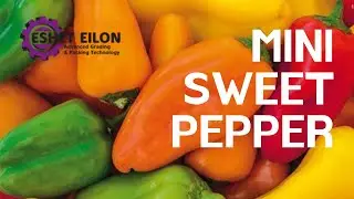 Mini Sweet Pepper