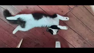 🌿 Relaxing Baguio View with Cat, Birds & Plants | 1 Hour Nature Ambience | Stress Relief